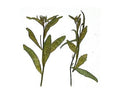 Ramas Secas Y Prensadas