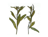 Ramas Secas Y Prensadas