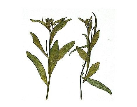 Ramas Secas Y Prensadas