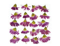 Flores Secas