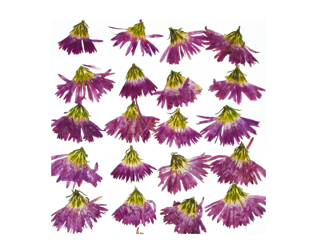 Flores Secas