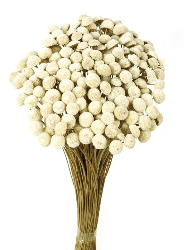 Flor Color Marfil Botao