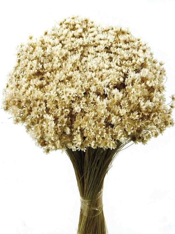 Flor Natural Color Marfil Ramillete