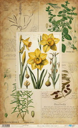 Papel de Arroz 57x33 Cm Botanical Book Flower II