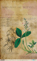 Papel De Arroz 54x33 Cm Flower IV