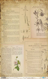 Papel De Arroz 54x33 Cm Botanical Book I