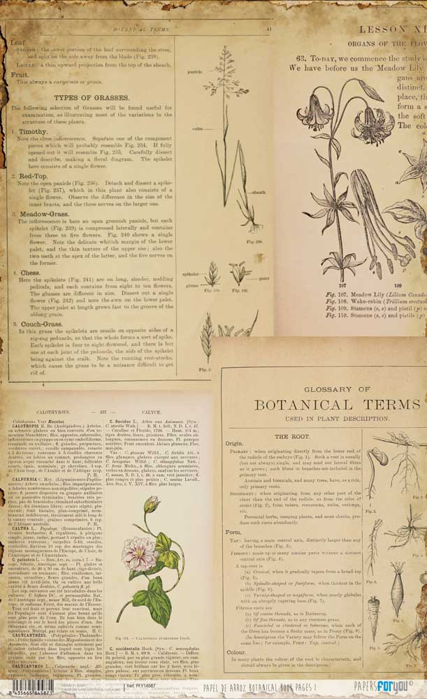 Papel De Arroz 54x33 Cm Botanical Book I