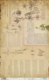 Papel De Arroz 54x33 Cm Botanical Book IV