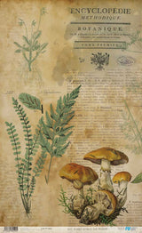 Papel de Arroz 57x33 Cm Botanical Book Mushrooms I