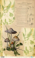Papel De Arroz 54x33 Cm Mushrooms II