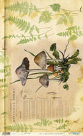 Papel De Arroz 54x33 Cm Mushrooms IV