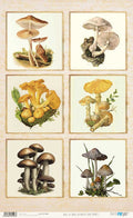 Papel De Arroz 54x33 Cm Frames I