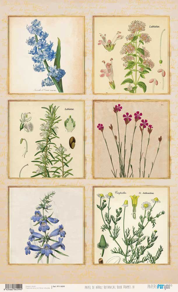 Papel De Arroz 54x33 Cm Frames IV