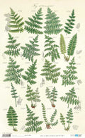 Papel De Arroz 54x33 Cm Pattern V