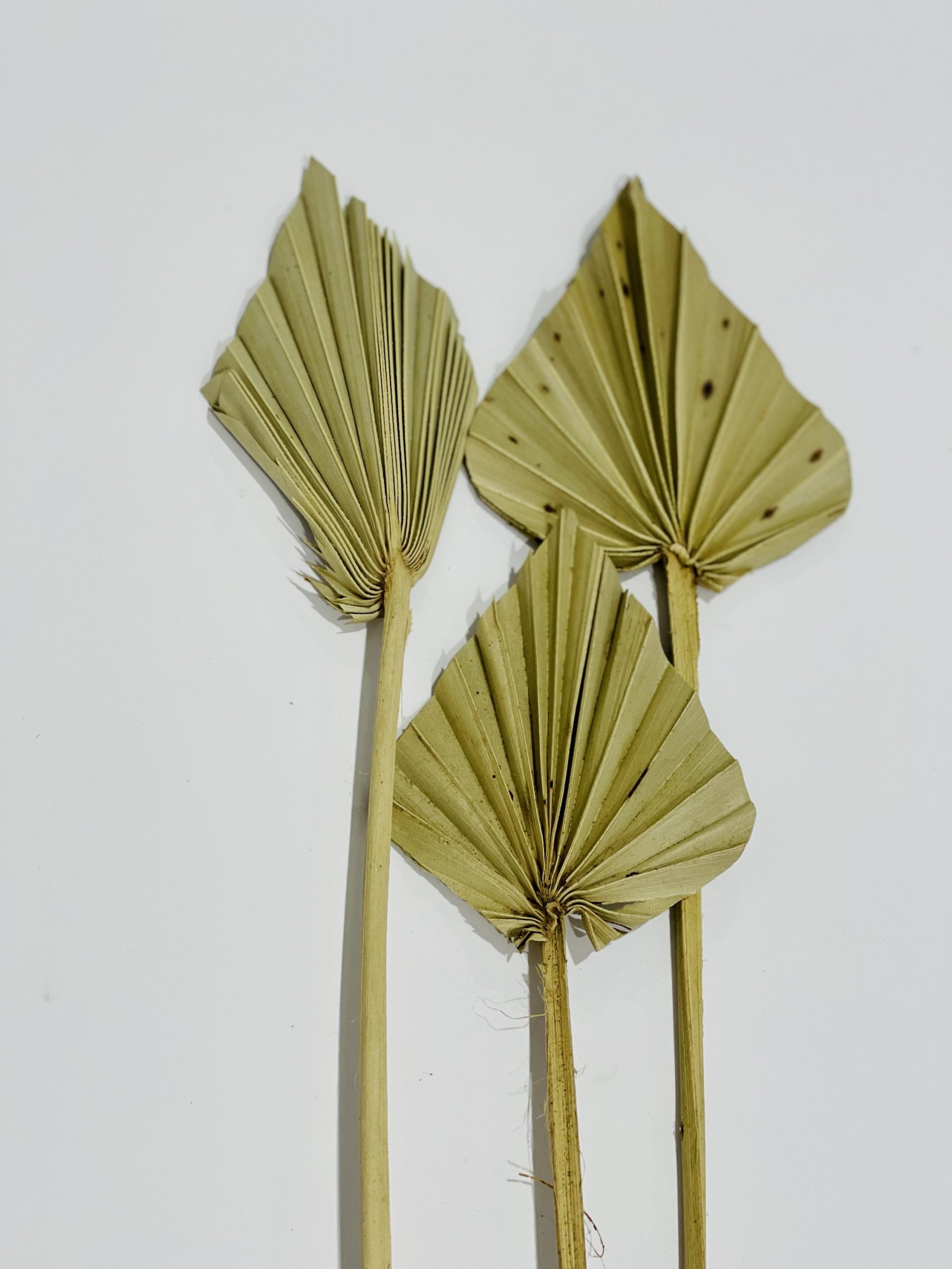 Flor De Palma Natural 3 Piezas
