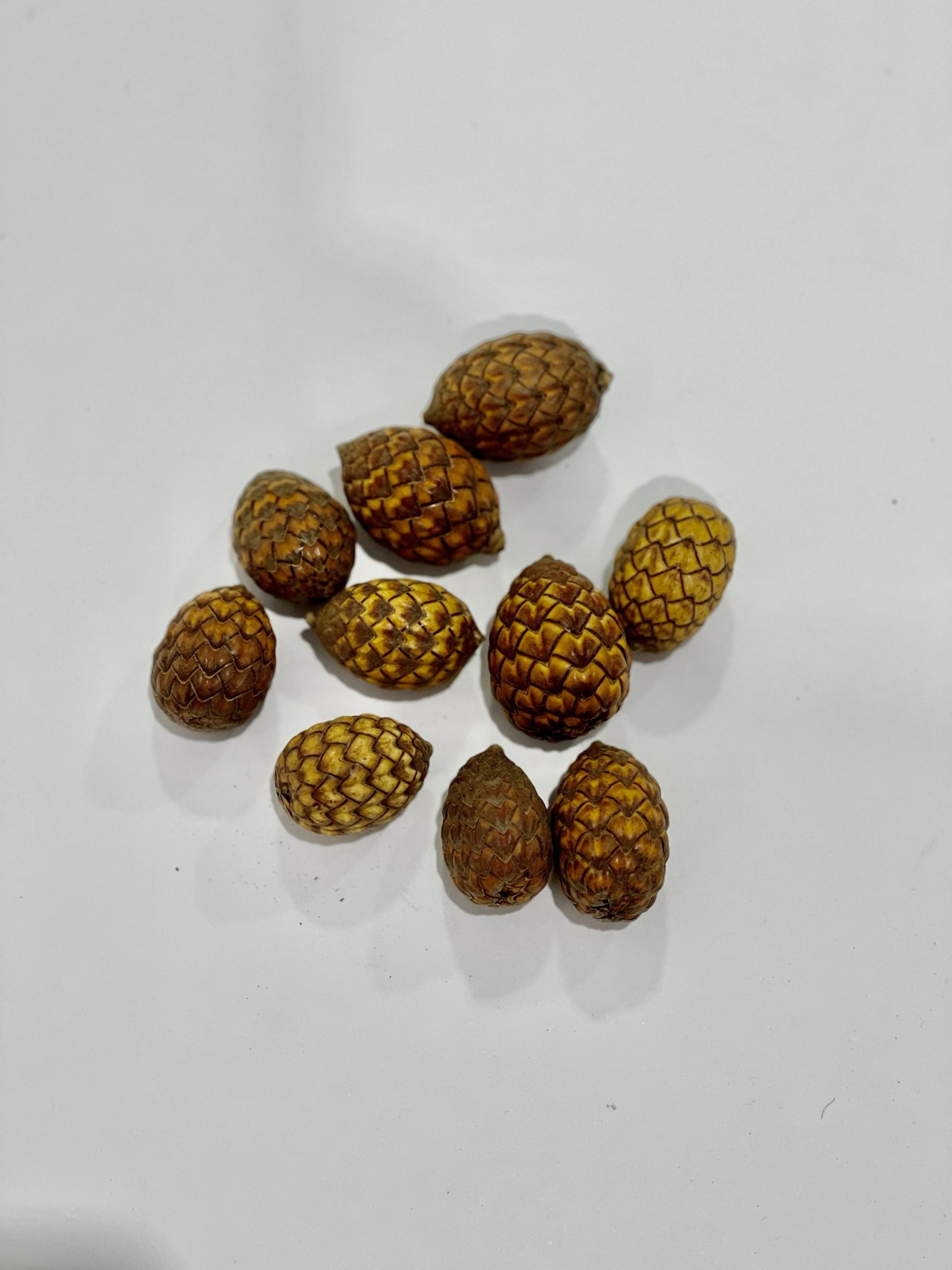 Semillas Frutos Naturales