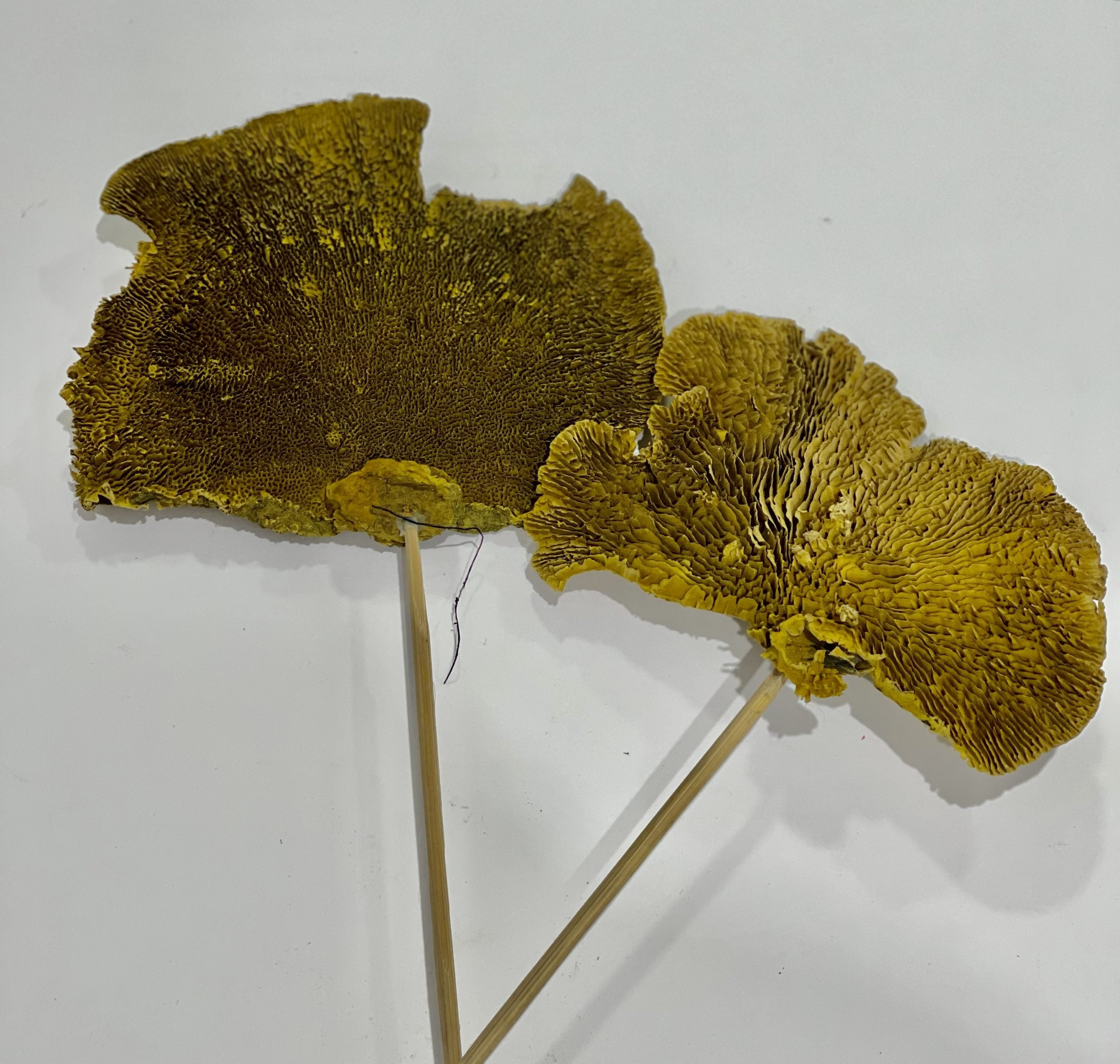 Seta Ocre 1 Pieza