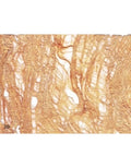 Papel Artesanal de corteza de Arbol en marron th112